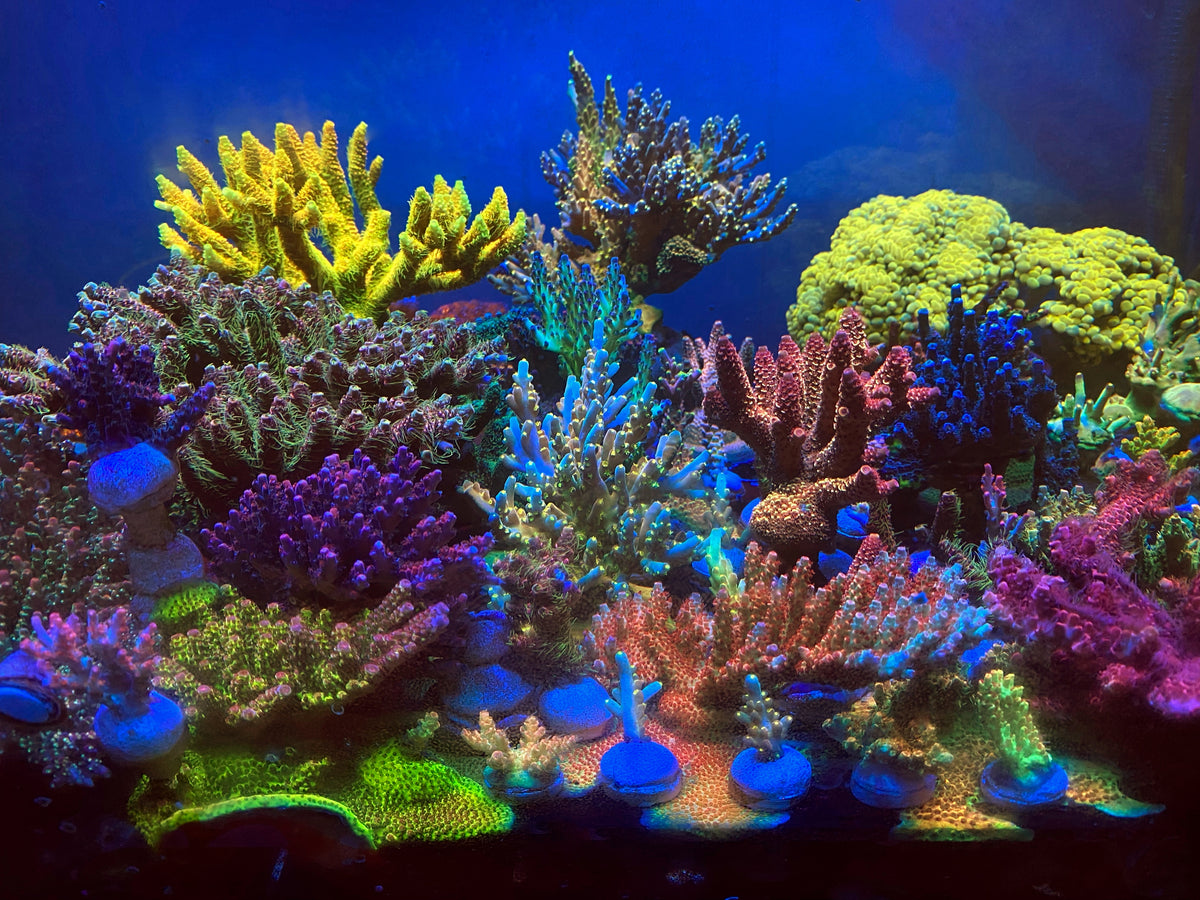 Mono Ash Rojo Coral · Iconics ·