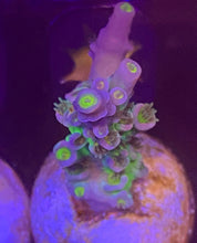 Load image into Gallery viewer, CC Pink Highlighter