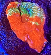 Load image into Gallery viewer, OG Rainbow Snipersps Bower