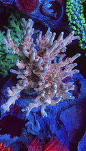 Load image into Gallery viewer, CCH Joes Unicorn