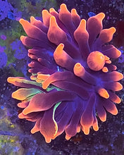 Load image into Gallery viewer, Grafted Transformer Anenome