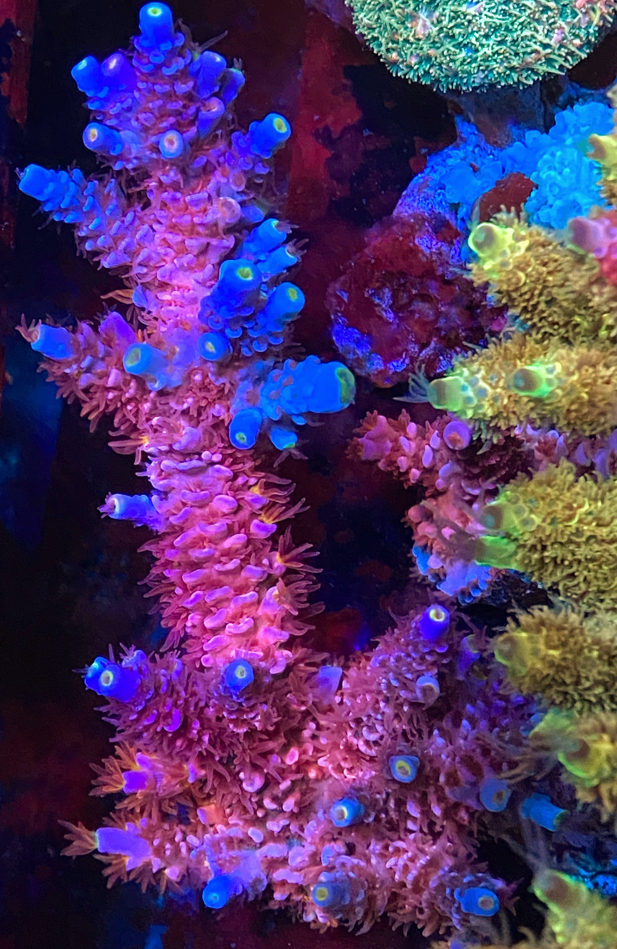 coralcoralページ KoralColor_10in_600x600_crop_c