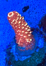 Load image into Gallery viewer, SBB Heisenberg