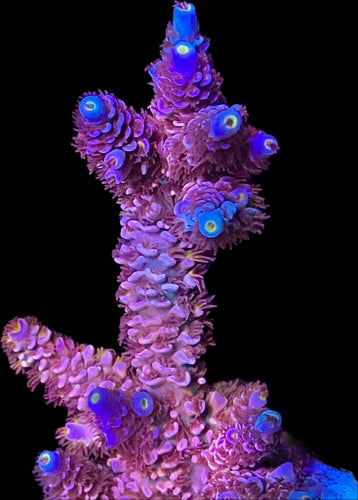 ACI Ursella