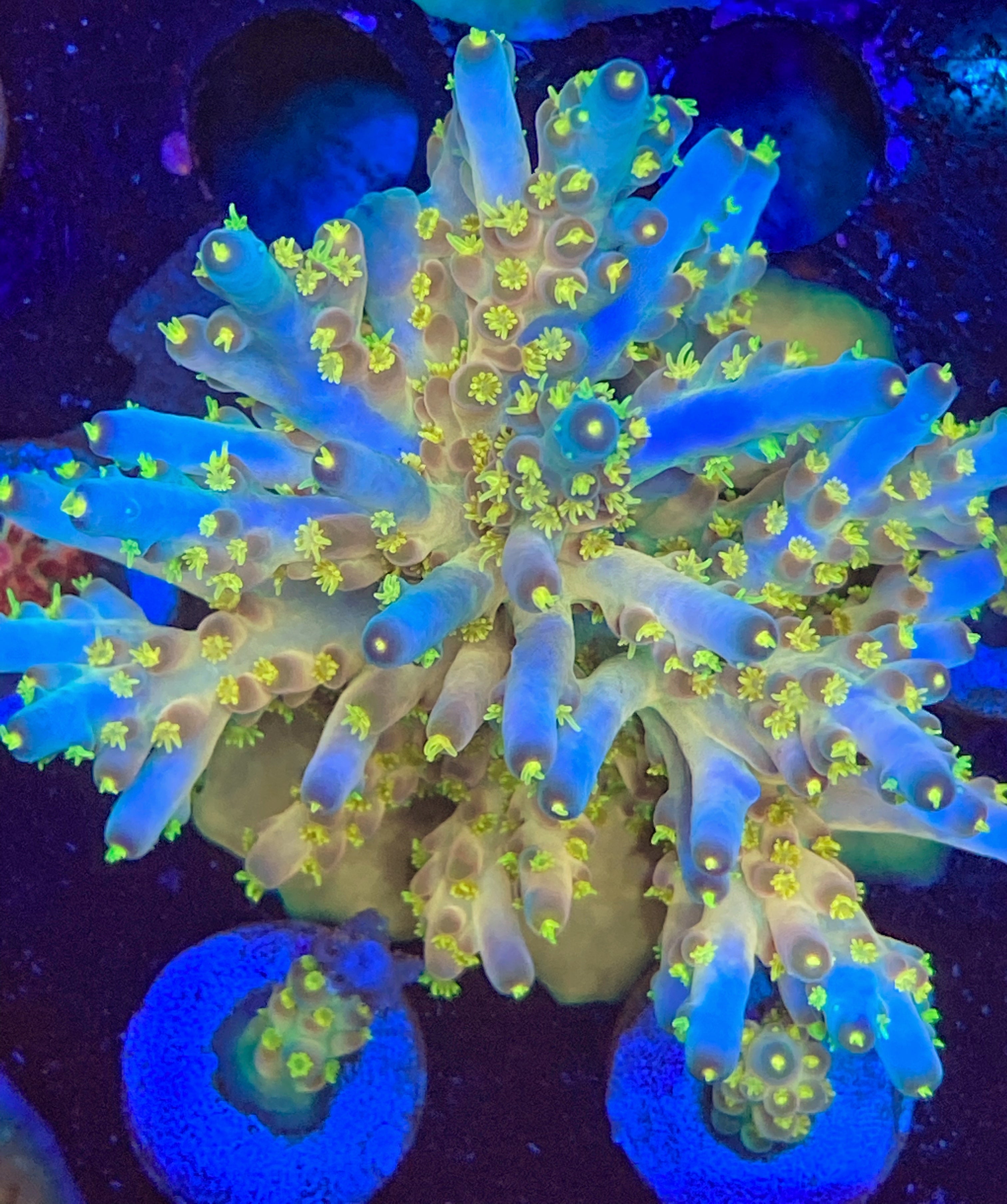 CCH Icarus – Carolinacoralheads