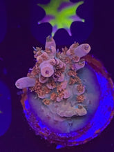 Load image into Gallery viewer, ACI Babs Bunny