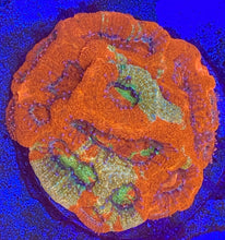 Load image into Gallery viewer, OG Rainbow Snipersps Bower