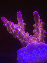 Load image into Gallery viewer, XL RR Robinhood