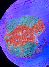 Load image into Gallery viewer, CCH Bonkers Bower