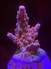 Load image into Gallery viewer, ACI Babs Bunny