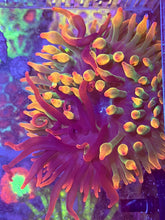 Load image into Gallery viewer, Grafted Transformer Anenome