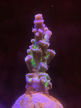 Load image into Gallery viewer, CC Pink Highlighter