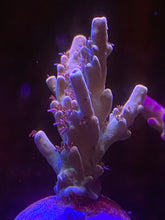 Load image into Gallery viewer, Greg’s Unicorn