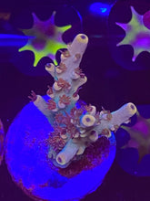 Load image into Gallery viewer, Greg’s Unicorn