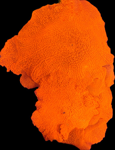 Legend Crusher Jaw breakers