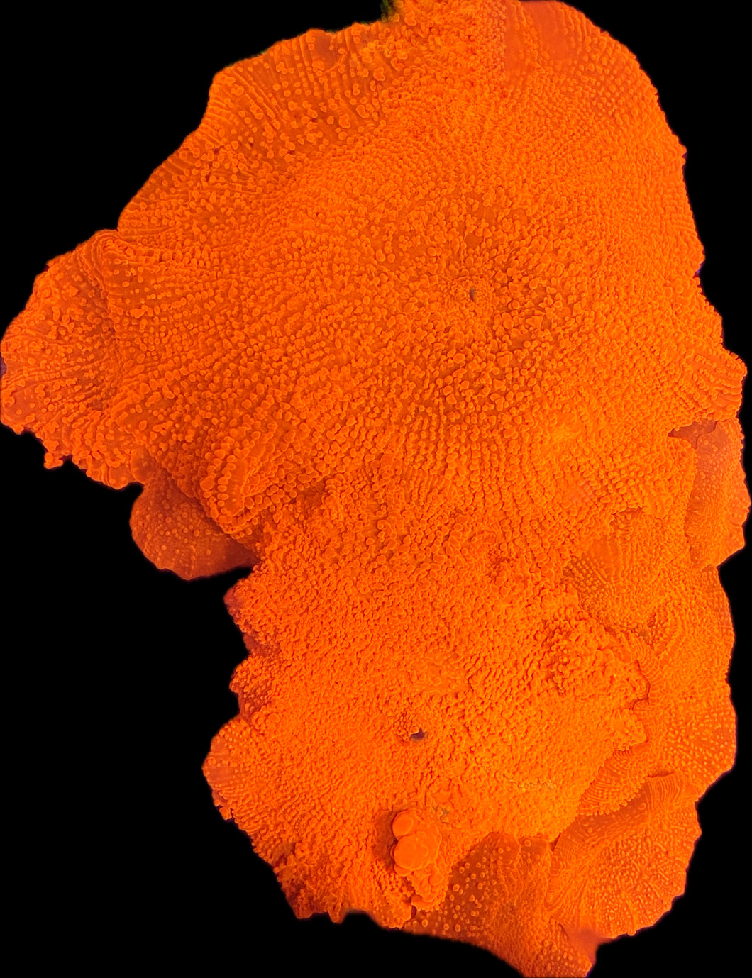 Legend Crusher Jaw breakers