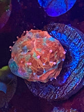 Load image into Gallery viewer, CCH Bonkers Bower