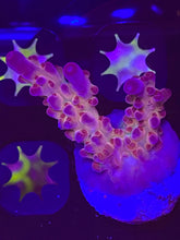 Load image into Gallery viewer, XL RR Robinhood