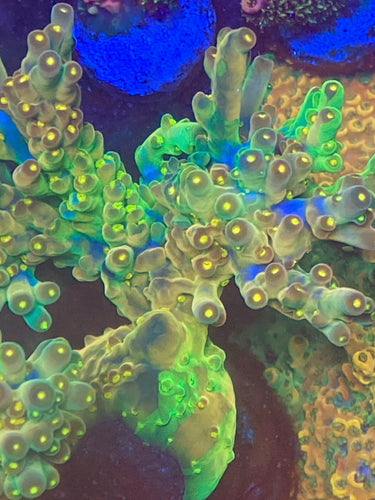 Rare Grafted CCH Icarus
