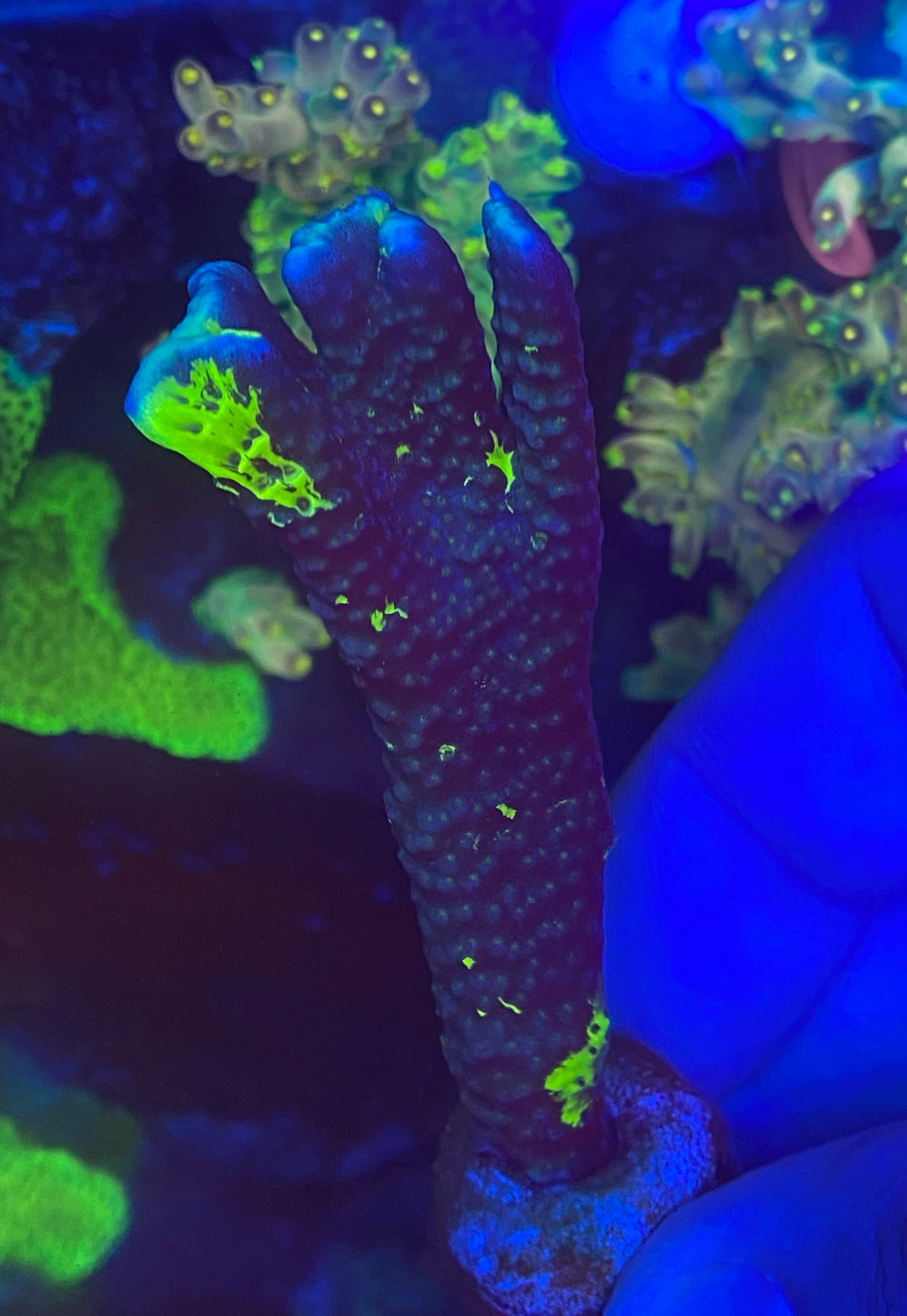 CCH Grafted night rider – Carolinacoralheads