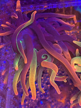 Load image into Gallery viewer, Grafted Transformer Anenome