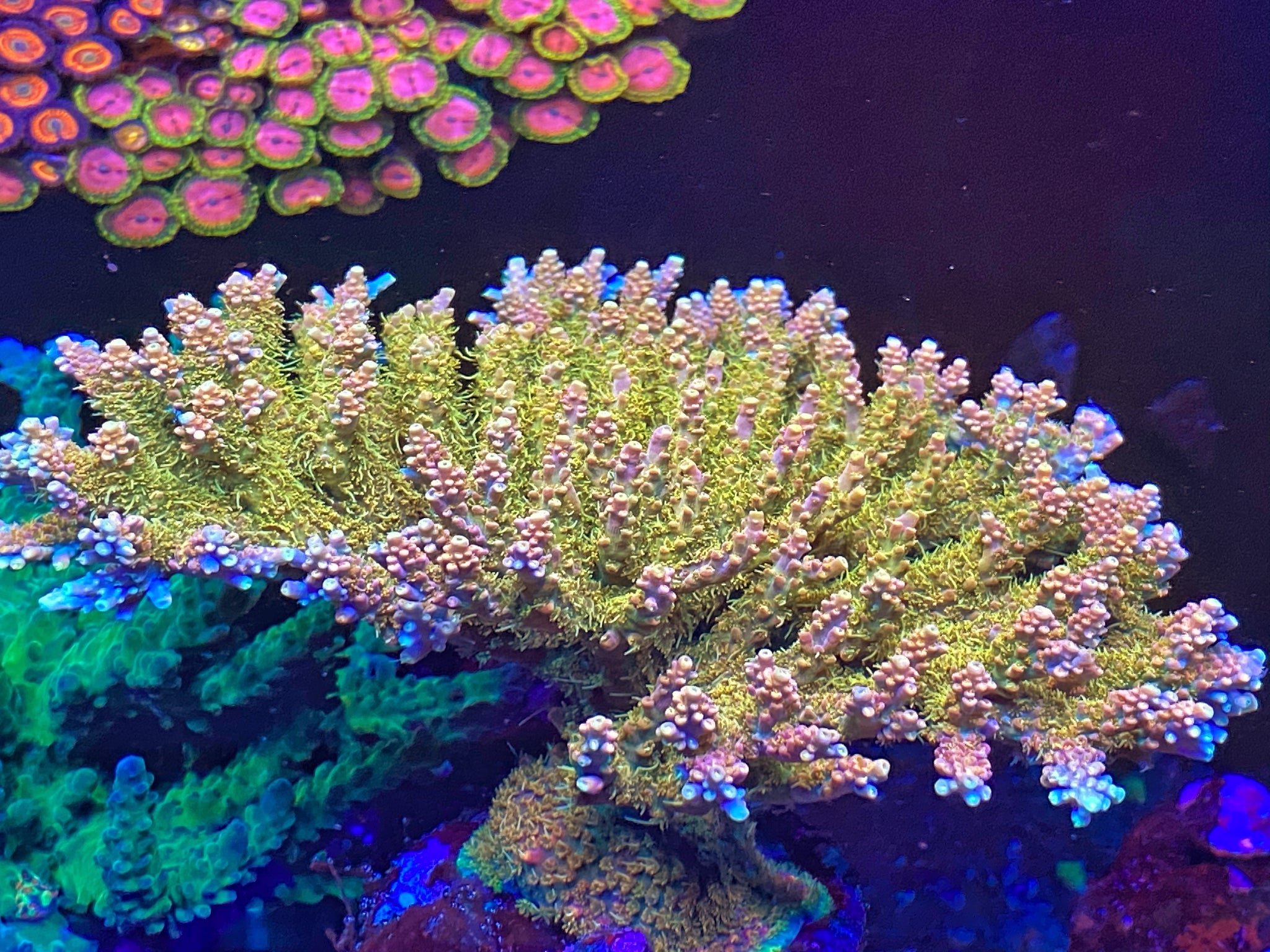 CC Voodoo Magic – Carolinacoralheads