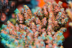 TSA Fruity pebbles