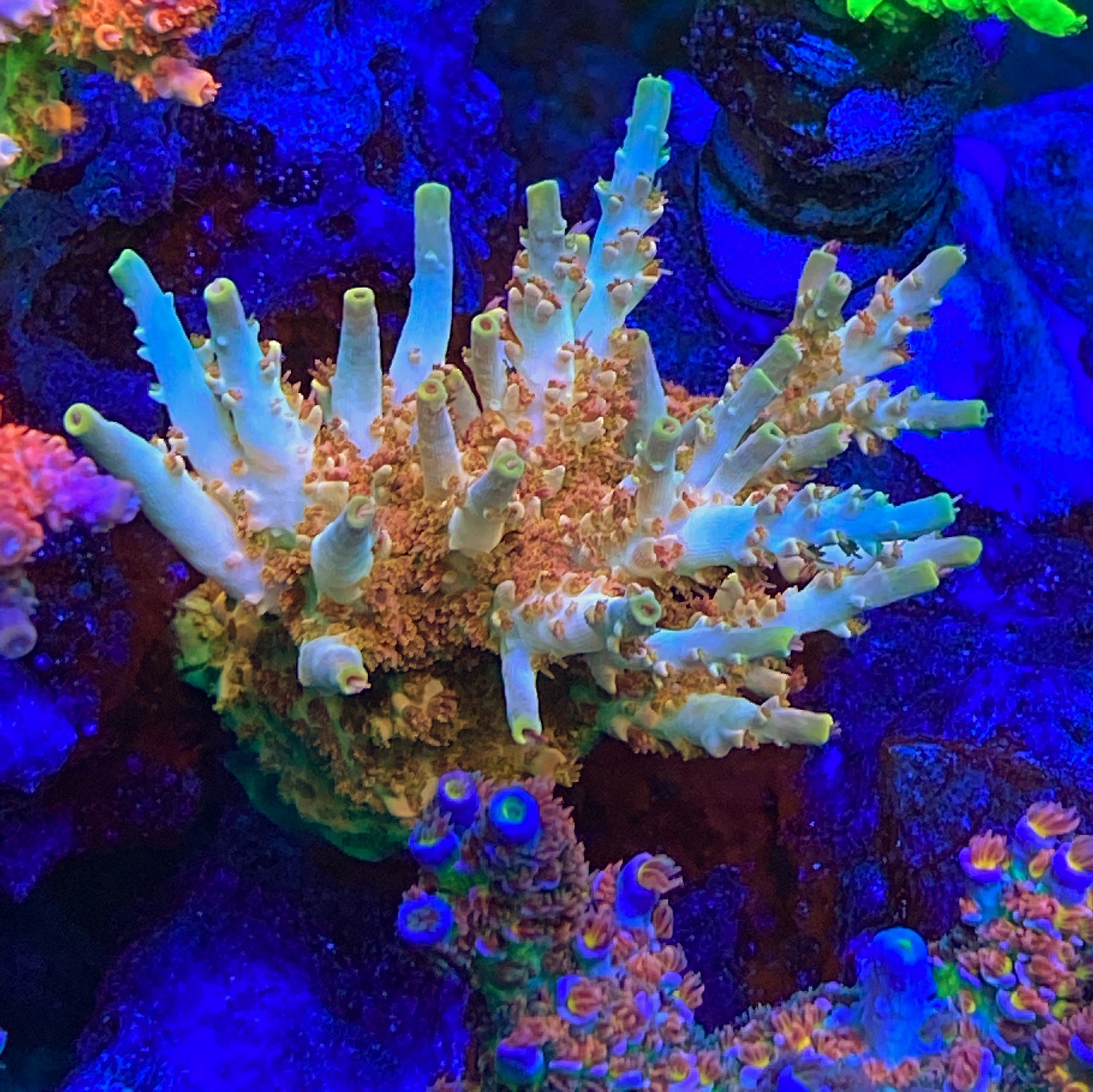 コーラルSP SPS (Our Specailty) – Page 4 – Carolinacoralheads