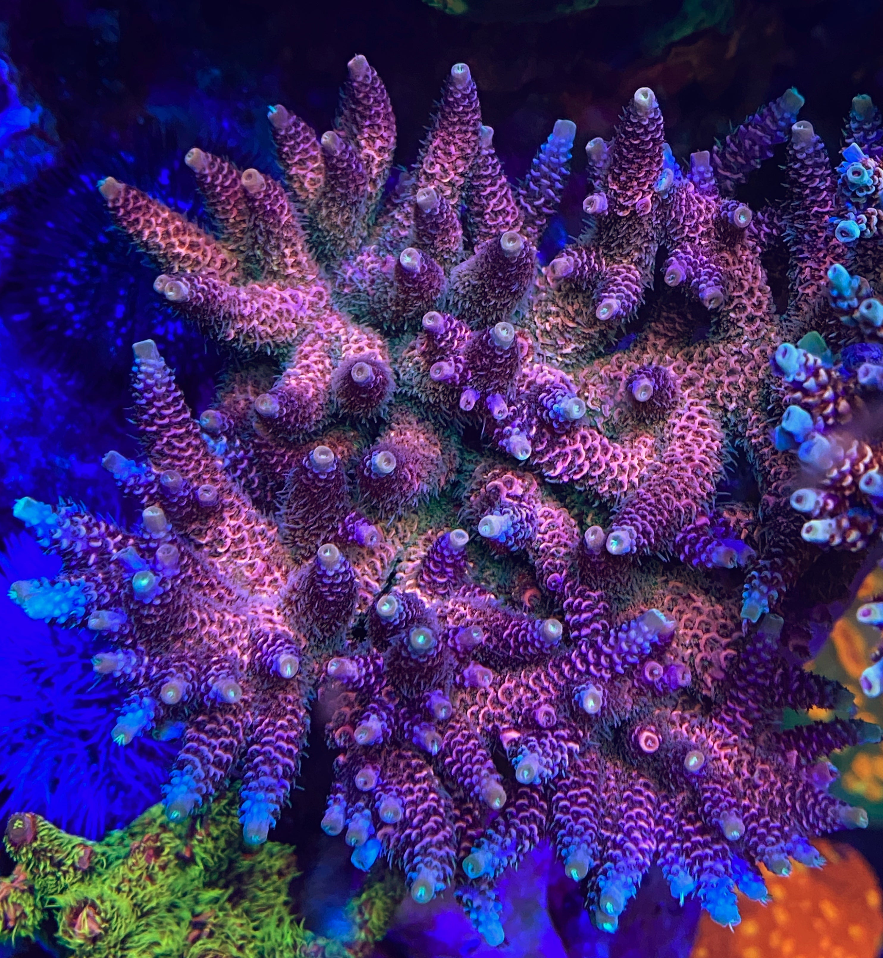 コーラルSP SPS (Our Specailty) – Page 4 – Carolinacoralheads