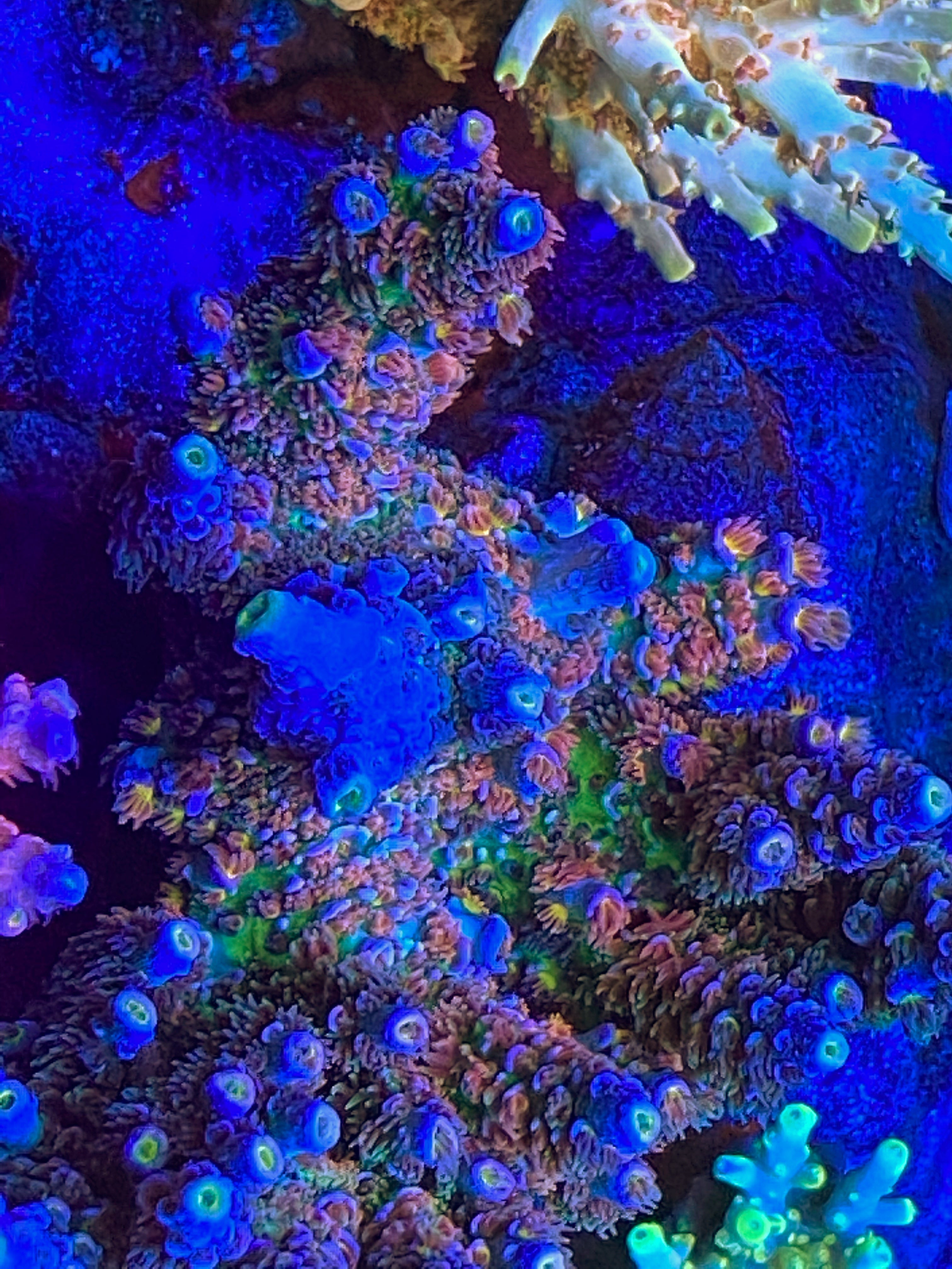 Cheers! アクア　SP CCH Freak Show – Carolinacoralheads