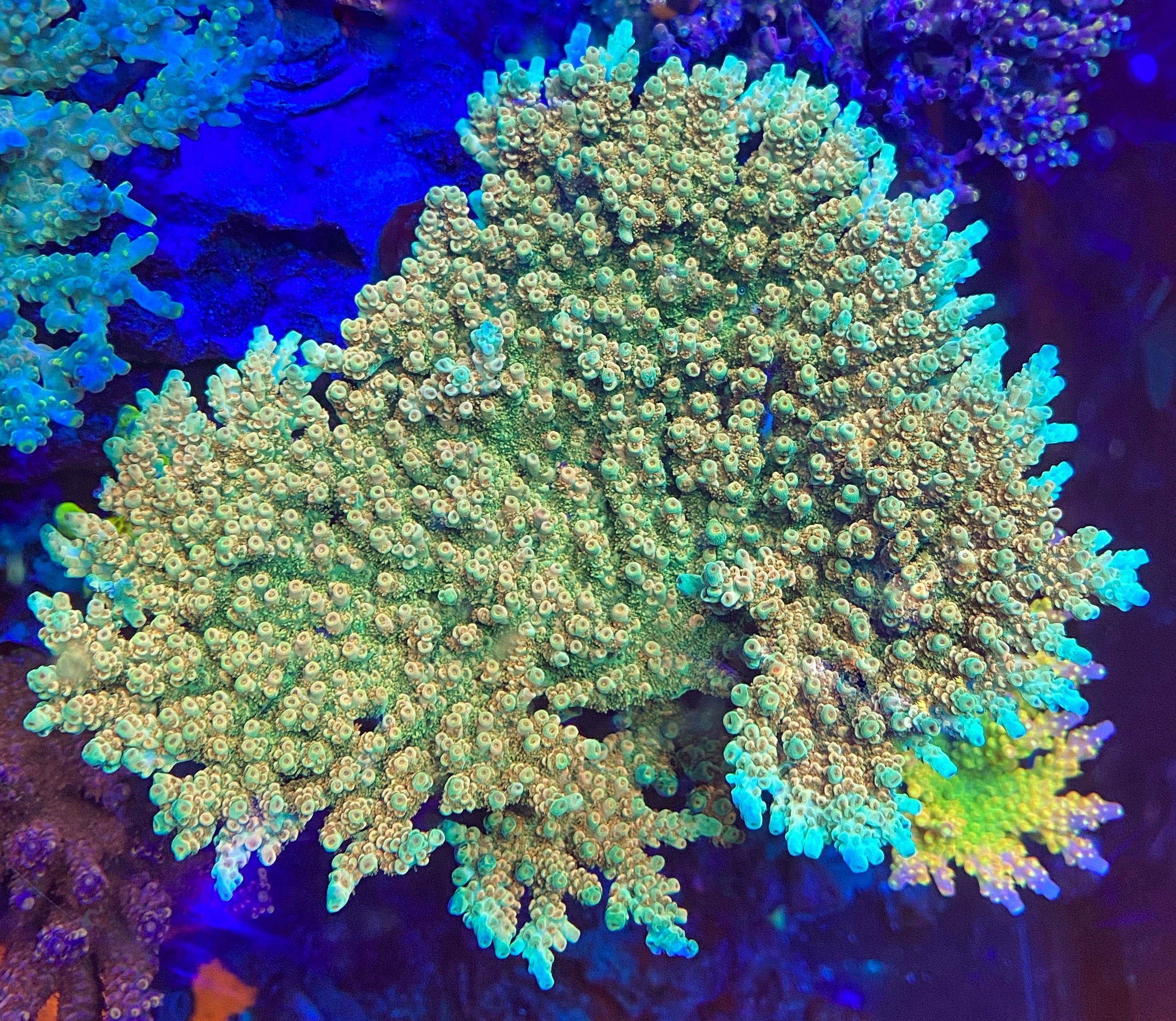 coralcoralページ CCH Big Bang – Carolinacoralheads