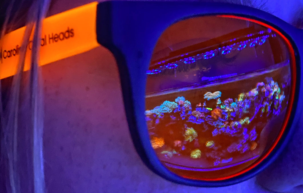 Blue Blocker Coral viewing glasses